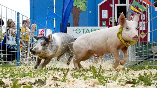 Pig Races at Lidsay Fair 2013